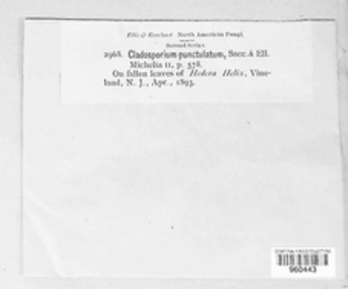Cladosporium punctulatum image